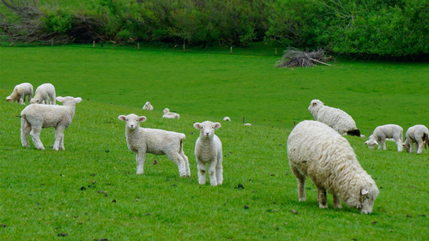 Commercial farm insurance: Playing for sheep stations
