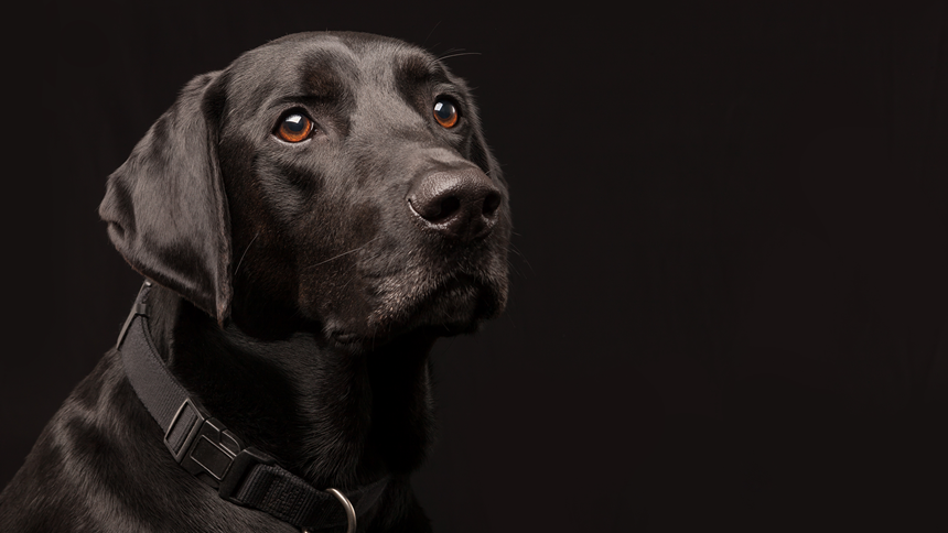 Pet insurance: The price of unconditional love