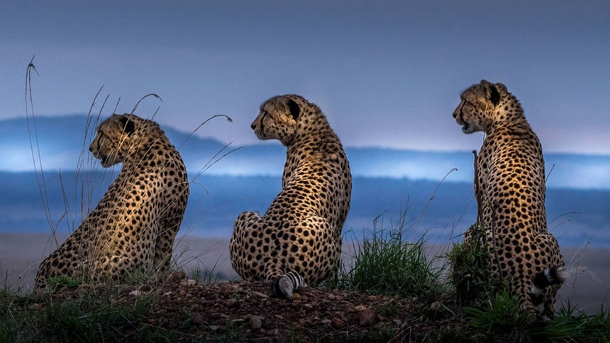 What is the difference between conduct risk, risk culture, and organisational culture?