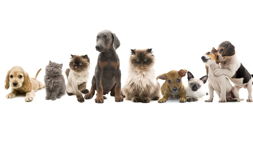 Pet insurance: the rise of the fur baby